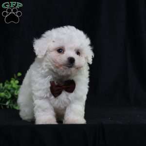 Nicky (Tiny), Bichon Frise Puppy